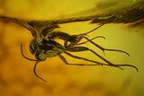 Two Detailed Fossil Flies (Diptera) In Baltic Amber #142250-1